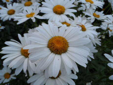 Knockholt Horticultural Society